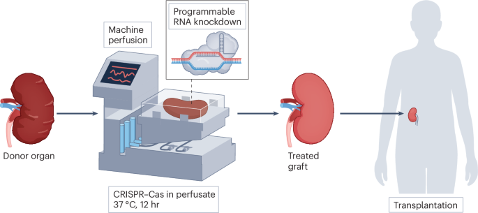 Cientistas editam genes de órgãos antes do transplante