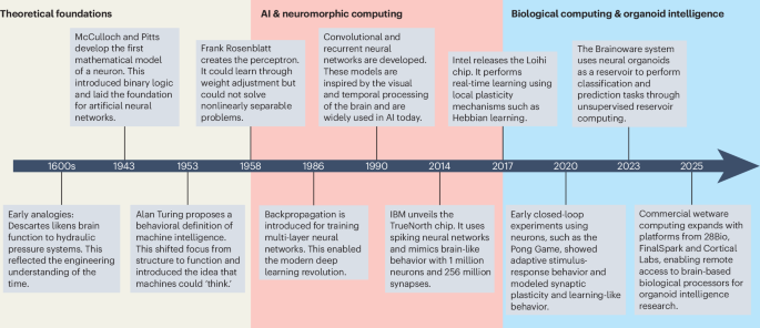 Cientistas usam células cerebrais reais para criar computadores