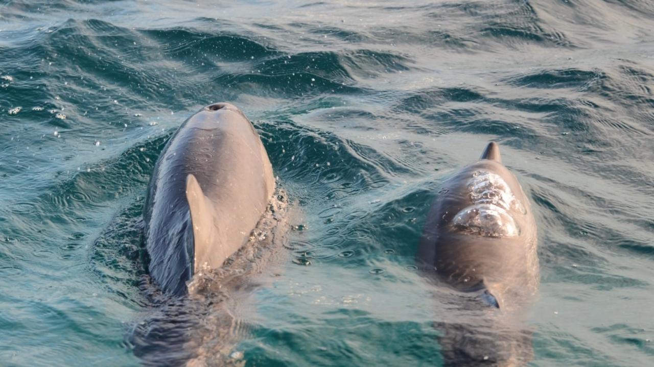 IA identifica golfinhos pelo som e ajuda a protegê-los